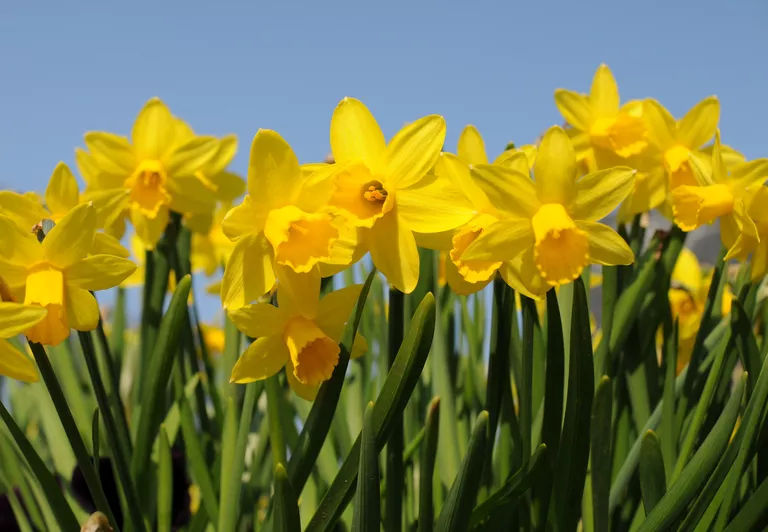 Planting the 80 kg of Daffodils takes on new meaning…….