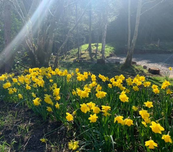 Wake up and smell the daffodils …
